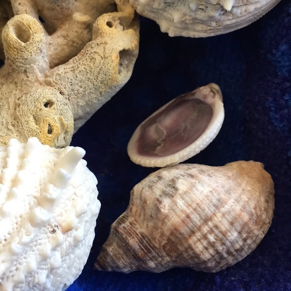 Bring the beach to your home with this collection - Picture 8 of 8